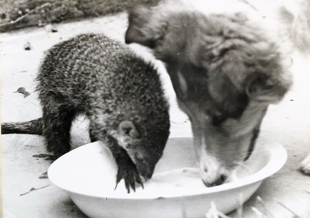 Rikki-Tikki y Duke desayunando
