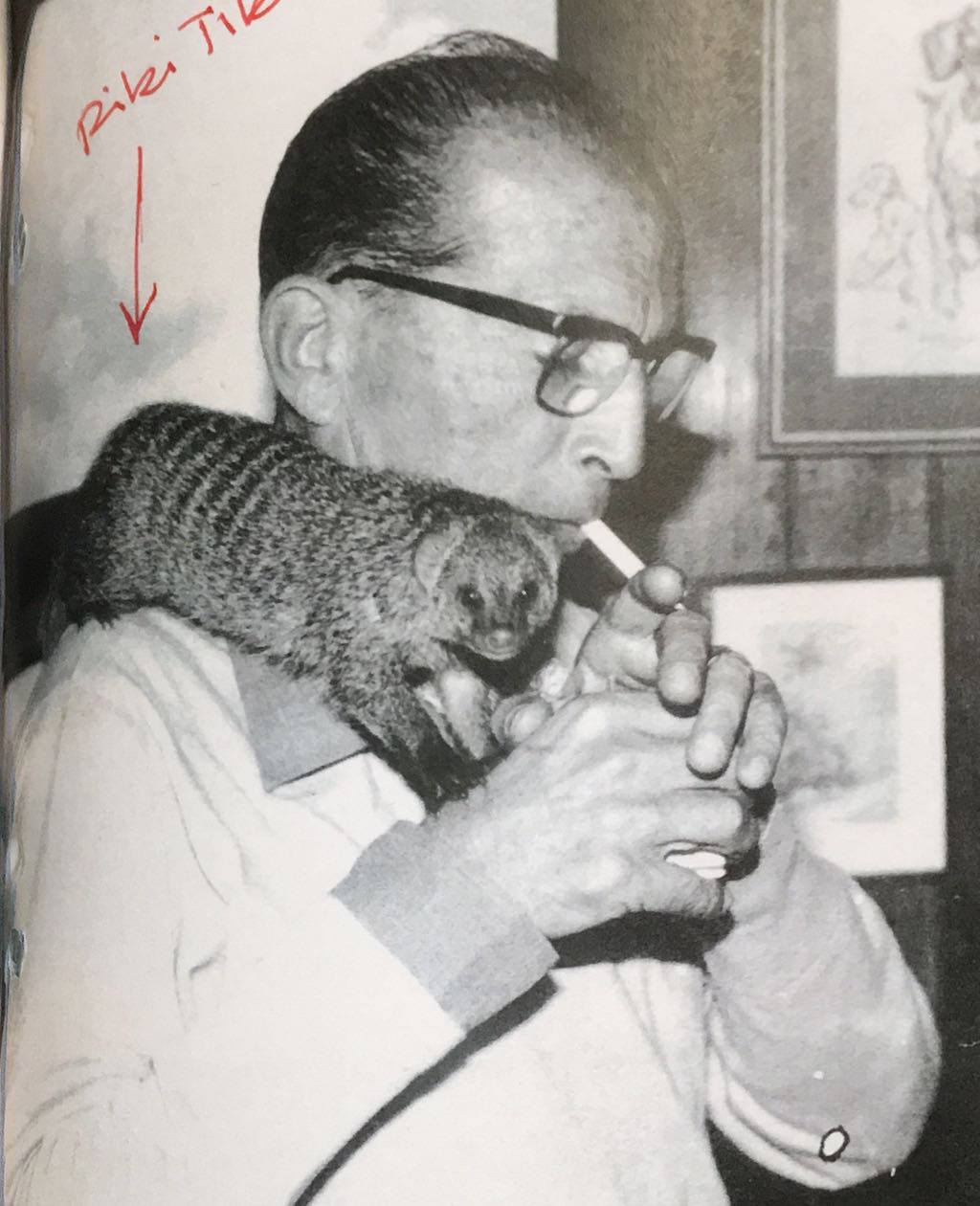 Amadeo Maristany Vidal Ribas y Rikki-Tikki