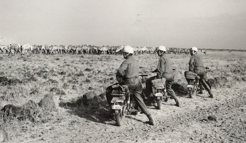 Rebaño de camellos en Etiopia